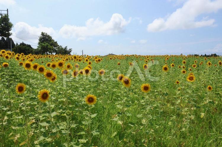 夏のひまわり畑 ひまわり,自然,向日葵の写真素材