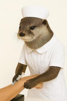 採血をするカワウソ 採血をするカワウソの写真