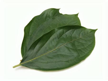 照片, 柿叶, 自然, 绿茵, 