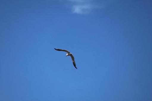 青空を翼を広げ飛ぶカモメのいる空 青空を翼を広げ飛ぶカモメのいる空 翼,広げ,飛ぶの写真素材