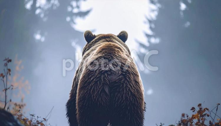 熊の後ろ姿 動物,熊,後ろ姿の写真素材