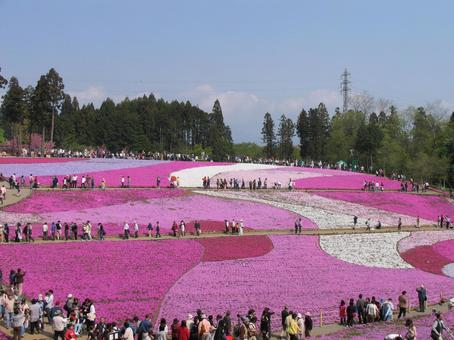 芝桜 芝桜の写真