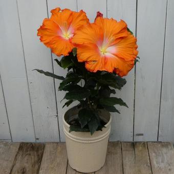 Summer flowers Hibiscus Pomona potted plant, JPG Summer flowers Hibiscus Pomona potted plant, JPG