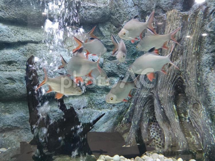 熱帯魚　アクアリウム 熱帯魚,魚,鑑賞魚の写真素材