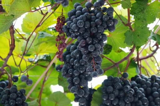 ぶどう ぶどう ぶどう,ブドウ,収穫の写真素材