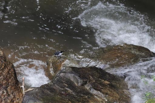スンダエンビシキチョウ スンダエンビシキチョウ,野鳥,渓流の写真素材