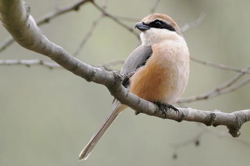オスのモズの写真