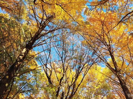 見上げる銀杏のトンネル 銀杏,イチョウ,黄葉の写真素材