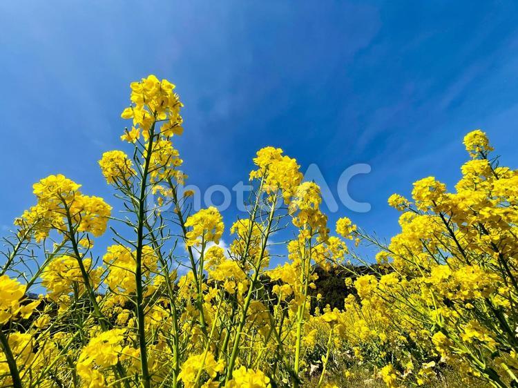 日本の春景色　青空に咲き誇る黄色い菜の花 菜の花,花,青空の写真素材