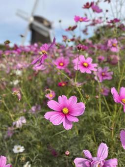 秋桜と風車の写真