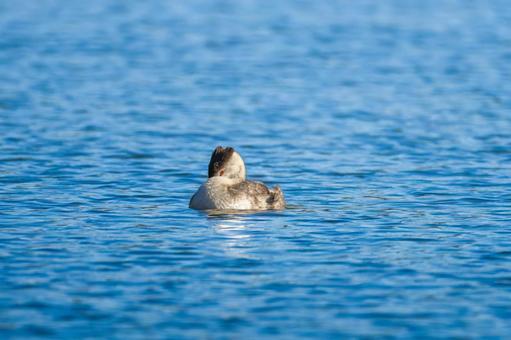 池を泳ぐカンムリカイツブリ 池を泳ぐカンムリカイツブリの写真