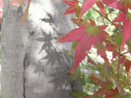 紅葉の木漏れ日 もみじ,紅葉,赤の写真素材
