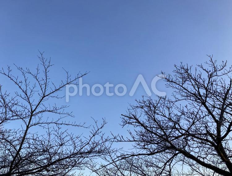 春まちの木 空,木,冬の写真素材