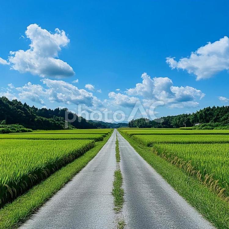 真っ直ぐに続く田舎道と稲穂の風景 田舎道,一本道,農道の写真素材