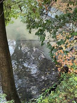 カモともみじ カモ,もみじ,鳥の写真素材