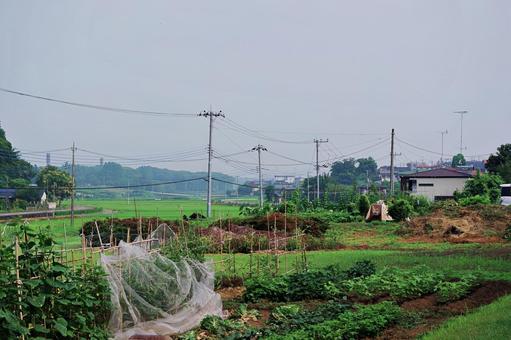 夏の田園風景 夏の田園風景 田園風景,畑,野菜の写真素材