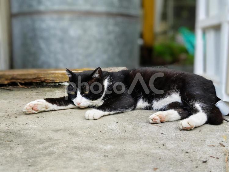 まったりする地域猫 猫,地域猫,ネコの写真素材