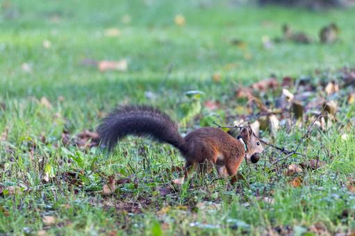 右方向へ歩くクルミを加えたエゾリス 緑ヶ丘公園,グリーンパーク,公園の写真素材
