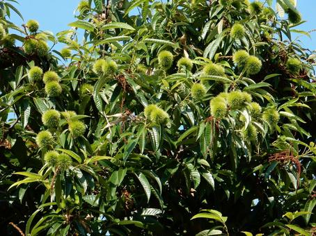【植物写真】イガグリ(毬栗) 【植物写真】イガグリ(毬栗)の写真