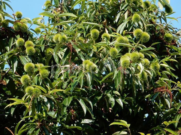 【植物写真】イガグリ（毬栗） イガグリ,毬栗,自然の写真素材