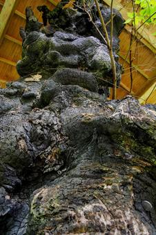 奥州柳津虚空蔵尊(42) 奥州柳津虚空蔵尊(42) 寺,巨木,奥州柳津虚空蔵尊の写真素材
