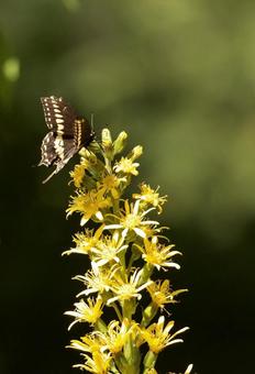 パラメデスアゲハ パラメデスアゲハ 動物,昆虫,蝶々の写真素材