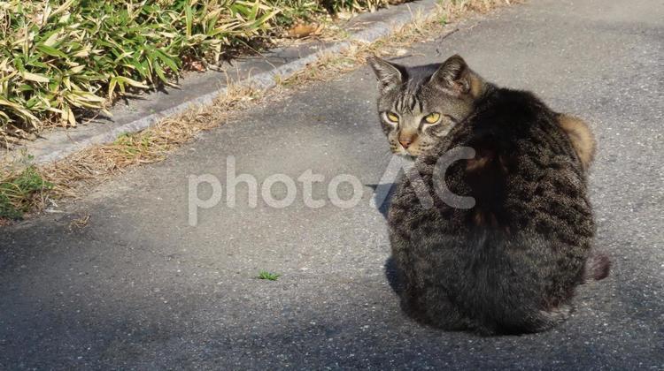 もふもふであざとい見返り猫様 猫,キジトラ,お座りの写真素材