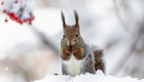 白い雪を背景にした冬のリス 白い雪を背景にした冬のリスの写真