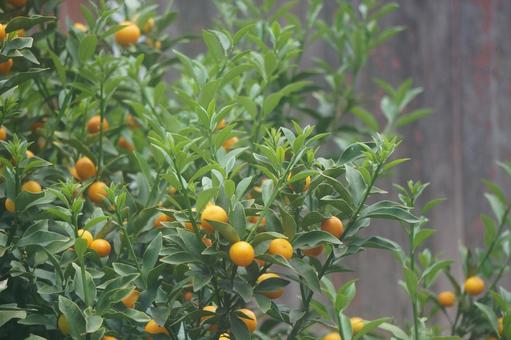 Photo, kumquat, spring, summer, 
