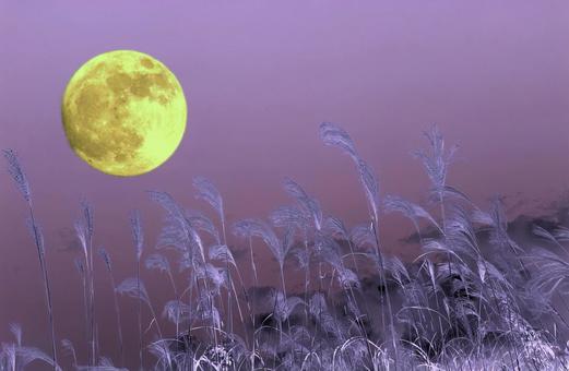 秋イメージ素材/中秋の名月・お月見 秋イメージ素材/中秋の名月・お月見 中秋の名月,十五夜,お月様の写真素材
