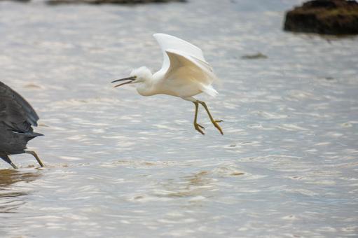 Photo, a heron, kurosagi, leucoplastic, 