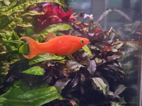 イエローモーリー 1 イエローモーリー,熱帯魚,観賞魚の写真素材