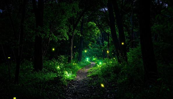 蛍 山の中の道02 蛍 山の中の道02の写真