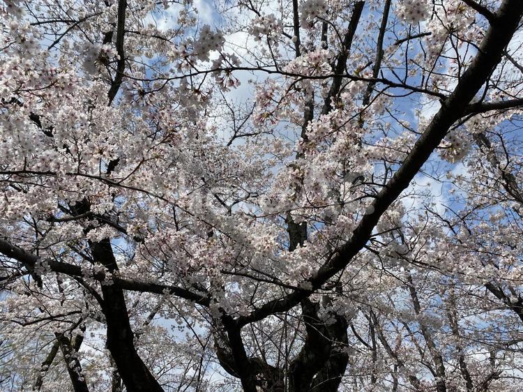 桜・ソメイヨシノ・春 桜,さくら,サクラの写真素材