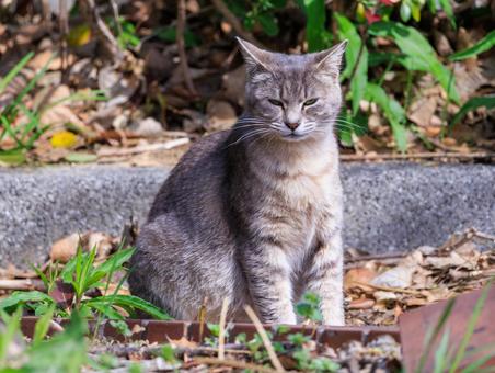 毛並みが綺麗な野良猫さんです。 毛並みが綺麗な野良猫さんです。の写真