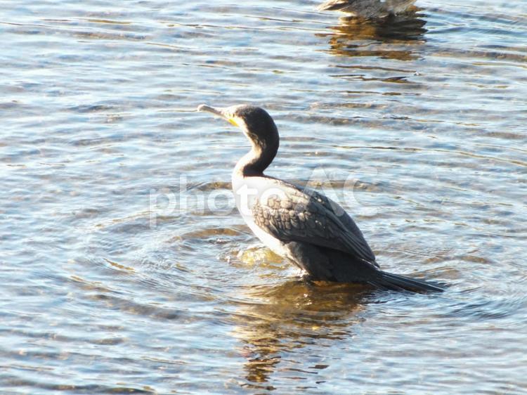 カワウと冬の川 カワウ,鵜,水紋の写真素材