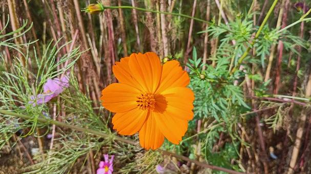 黄色のコスモスの花 黄色のコスモスの花 コスモス,コスモス園,アキザクラの写真素材