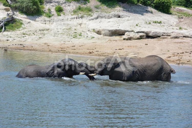 チョベのサファリ　水中でじゃれあうゾウ ゾウ,アフリカゾウ,じゃれ合いの写真素材