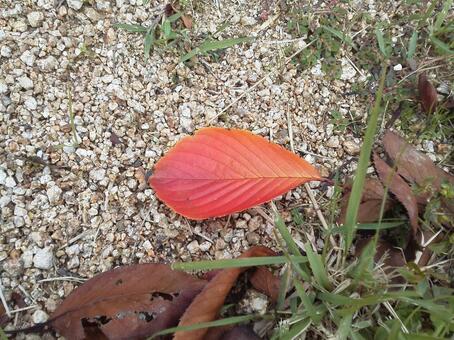 Red fallen leaves, à l'extérieur, sol, grande copie, JPG