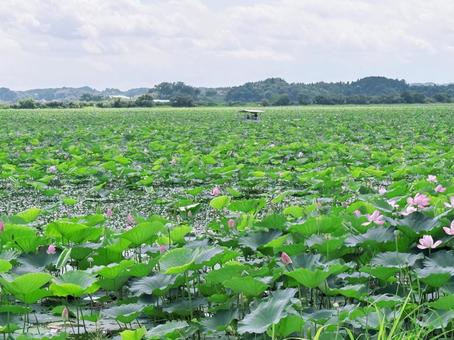 伊豆沼の蓮 宮城県,登米市,伊豆沼の写真素材