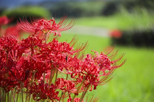 彼岸花 彼岸花 彼岸花,ヒガンバナ,花の写真素材