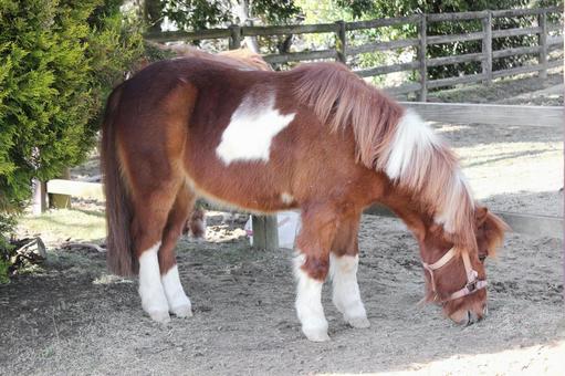 ポニー ポニーの写真