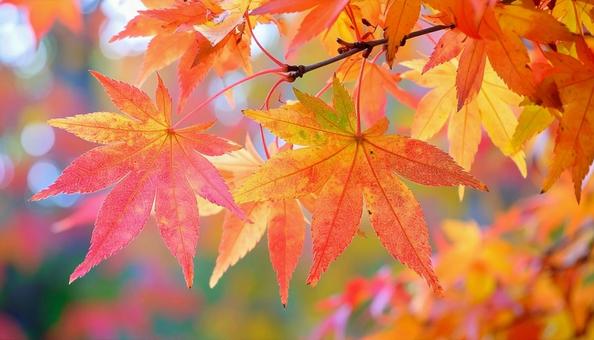 Close-up of colorful autumn leaves, JPG
