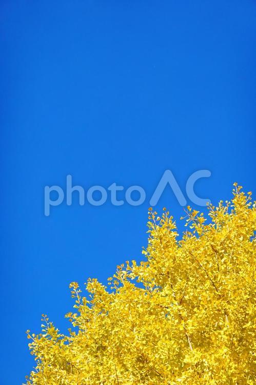 快晴の空とイチョウの木　壁紙 秋,紅葉,木の写真素材
