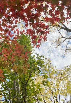 紅葉-5 紅葉-5の写真