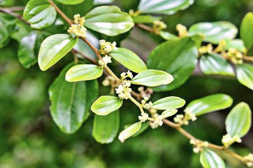 Photo, leaf, thorn, paliurus ram, 