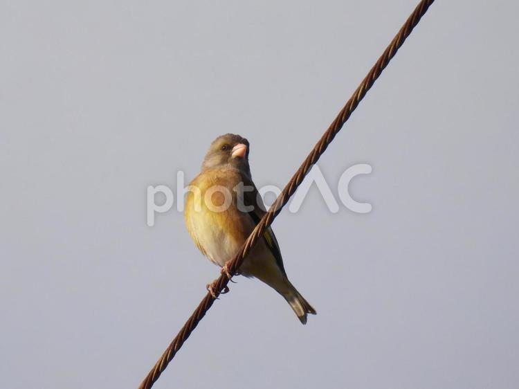 電線のカワラヒワ（メス） カワラヒワ,メス,野鳥の写真素材