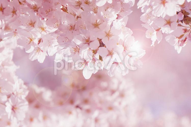 満開の桜 桜,満開,花の写真素材
