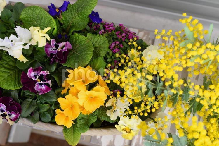 春の花の寄せ植え、ミモザの花、寄せ植え ガーデニング,花,ミモザの写真素材