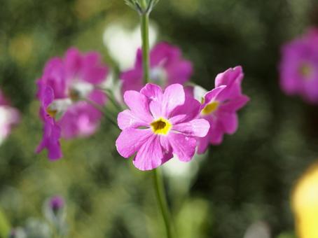 Primrose, JPG Primrose, JPG